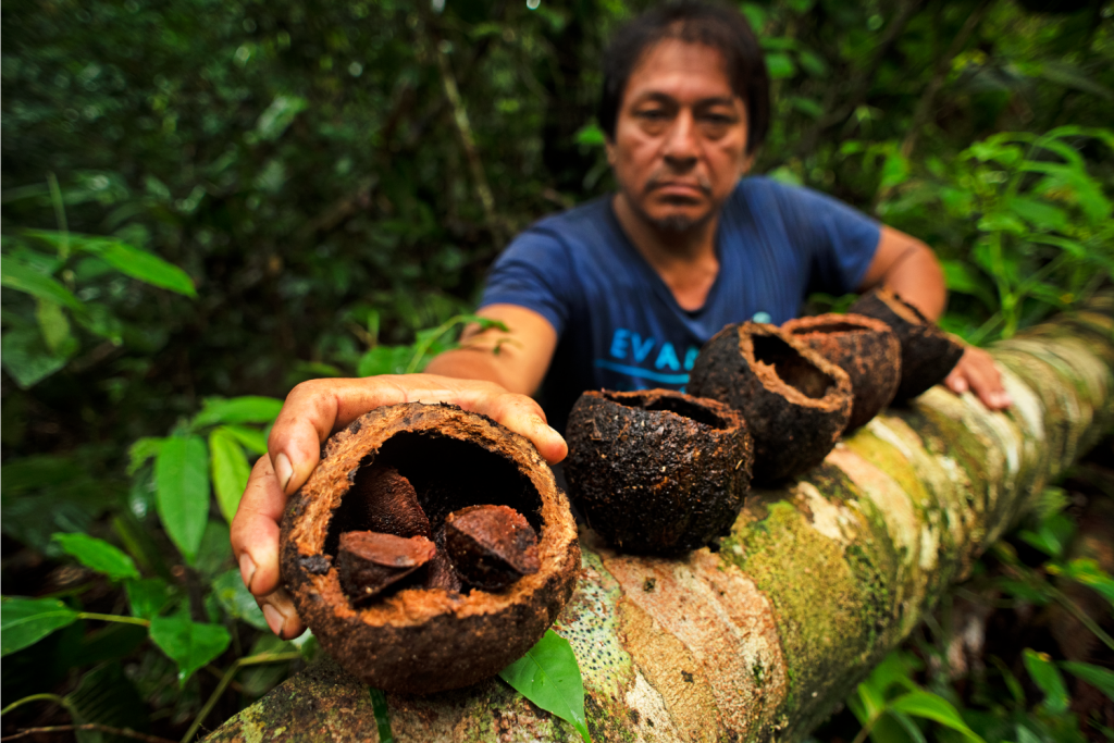REDD+ Castañeros: conservando los bosques de castaña de Madre de Dios – BAM