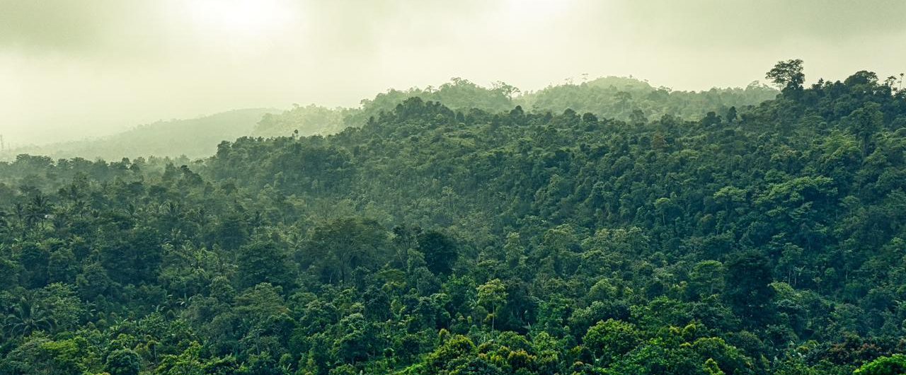 Foto bosque panoramica arboles