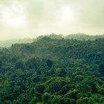 Foto bosque panoramica arboles