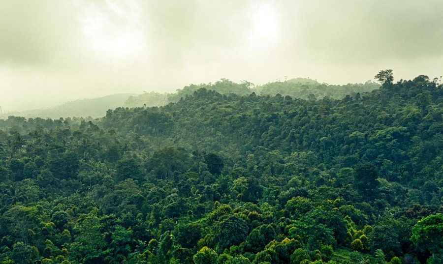 Foto bosque panoramica arboles